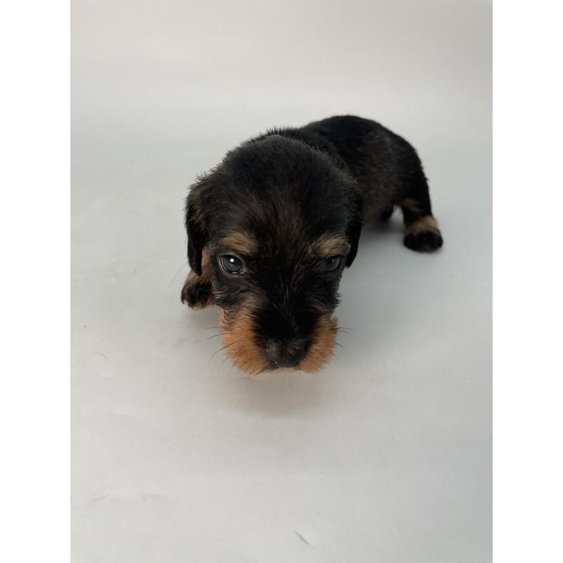 販売中の千葉県のミニチュアダックスフンド(ワイヤーヘアード)-428331の11枚目