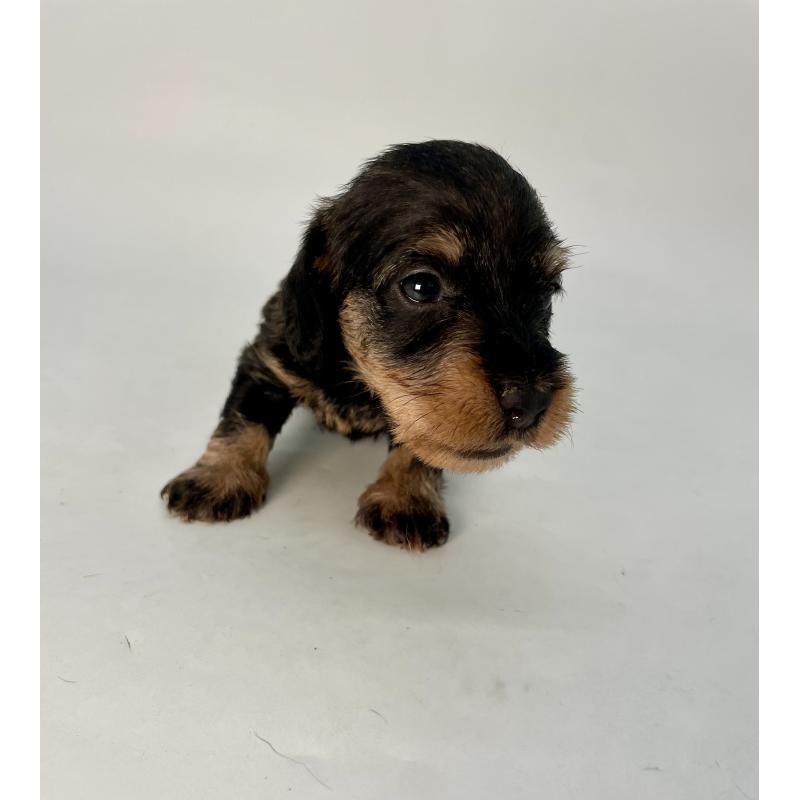 販売中の千葉県のミニチュアダックスフンド(ワイヤーヘアード)-428331の10枚目