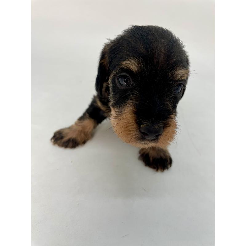 販売中の千葉県のミニチュアダックスフンド(ワイヤーヘアード)-428331の9枚目