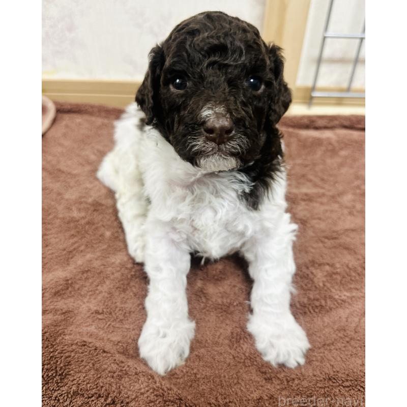 販売中の群馬県のロマーニャウォータードッグ(ラゴット)-428332の4枚目