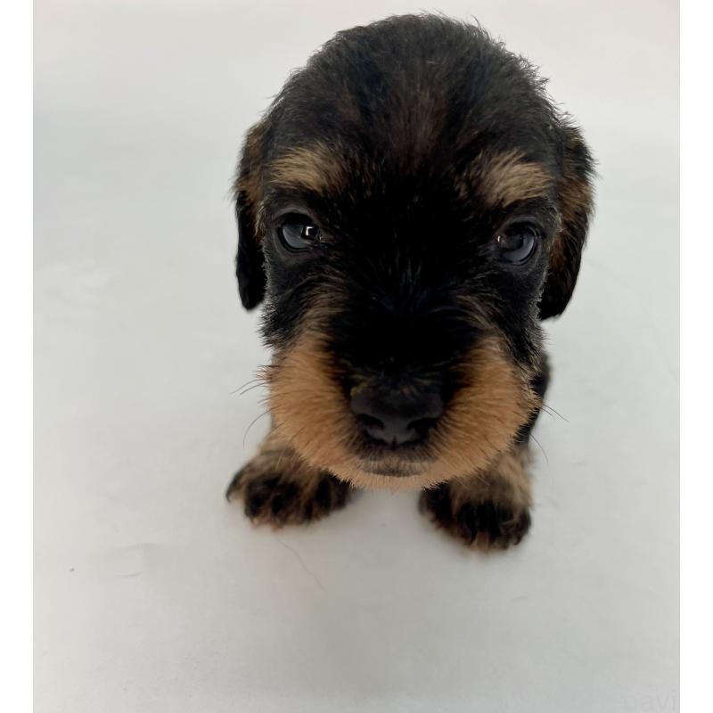 販売中の千葉県のミニチュアダックスフンド(ワイヤーヘアード)-428331の8枚目