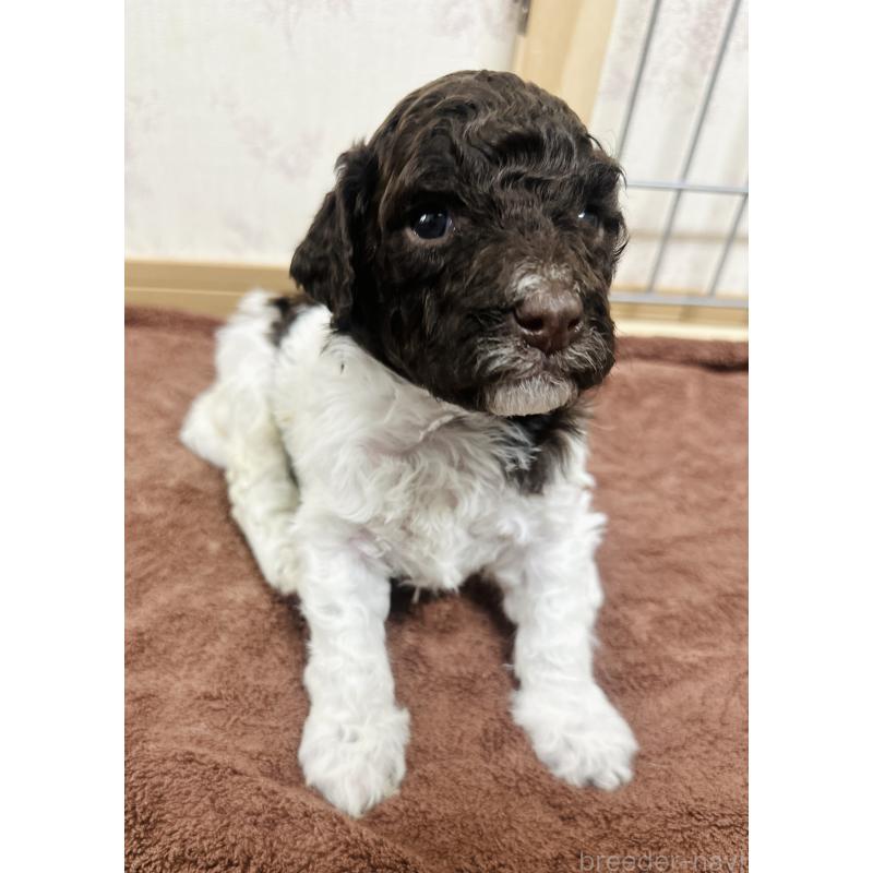 販売中の群馬県のロマーニャウォータードッグ(ラゴット)-428332の3枚目