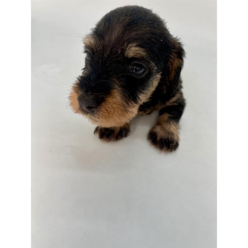 販売中の千葉県のミニチュアダックスフンド(ワイヤーヘアード)-428331の7枚目