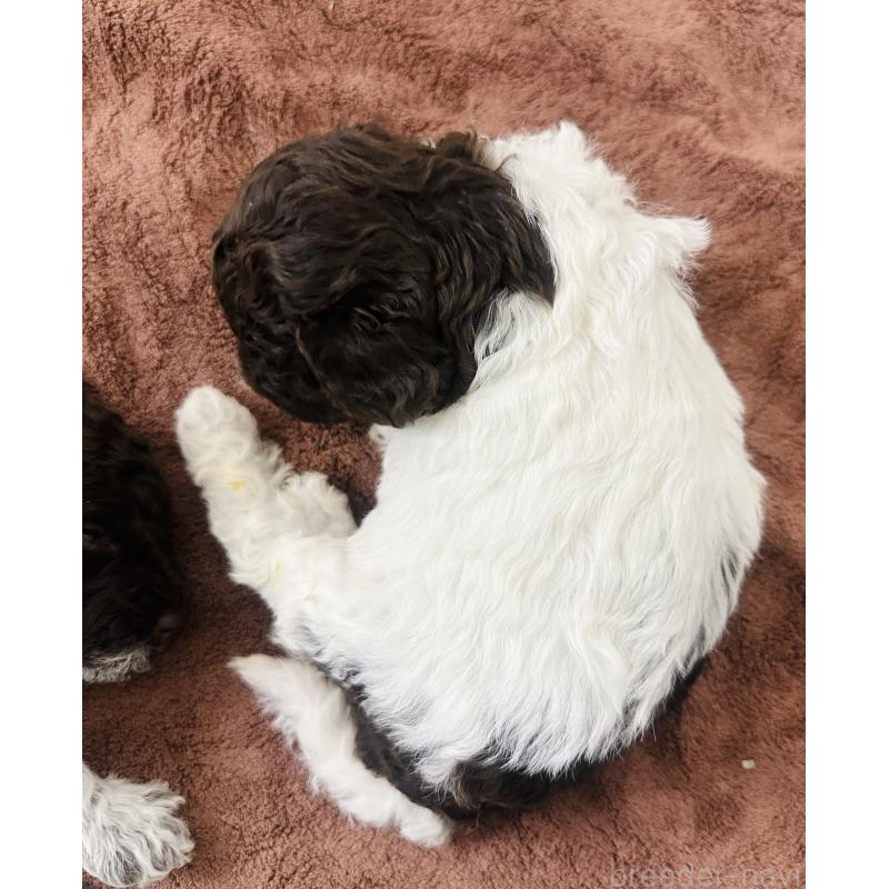 販売中の群馬県のロマーニャウォータードッグ(ラゴット)-428332の2枚目