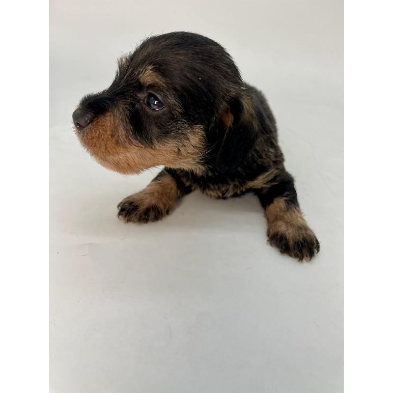 販売中の千葉県のミニチュアダックスフンド(ワイヤーヘアード)-428331の6枚目