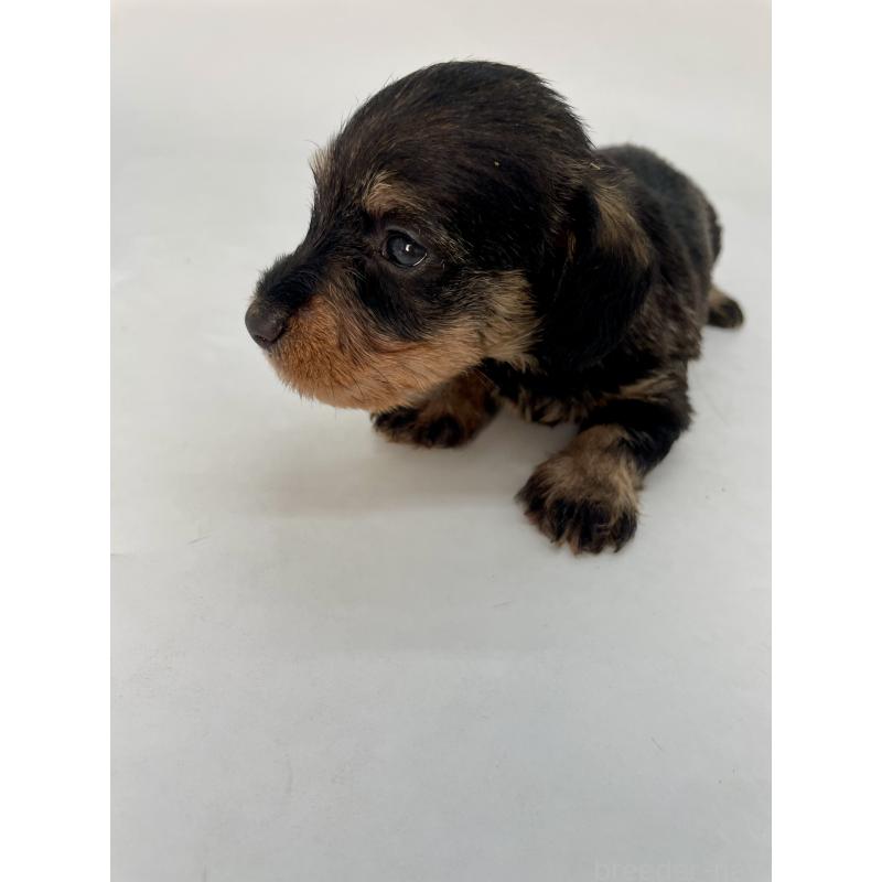 販売中の千葉県のミニチュアダックスフンド(ワイヤーヘアード)-428331の5枚目