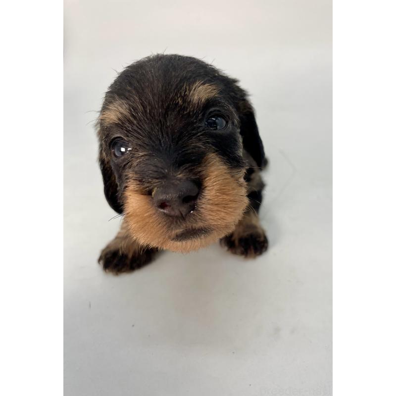 販売中の千葉県のミニチュアダックスフンド(ワイヤーヘアード)-428331の4枚目