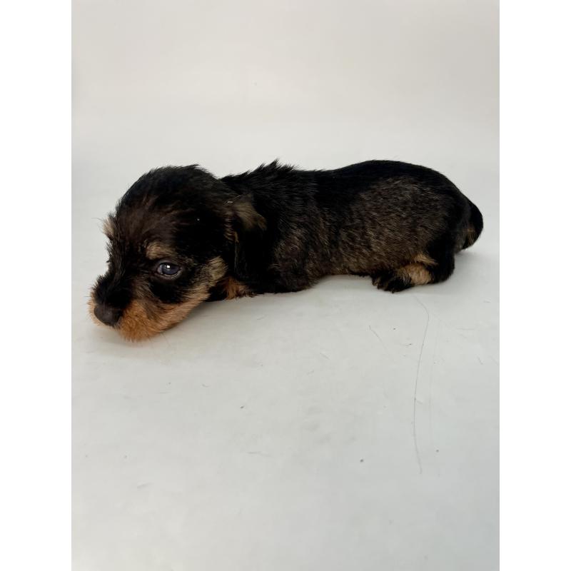 販売中の千葉県のミニチュアダックスフンド(ワイヤーヘアード)-428331の3枚目