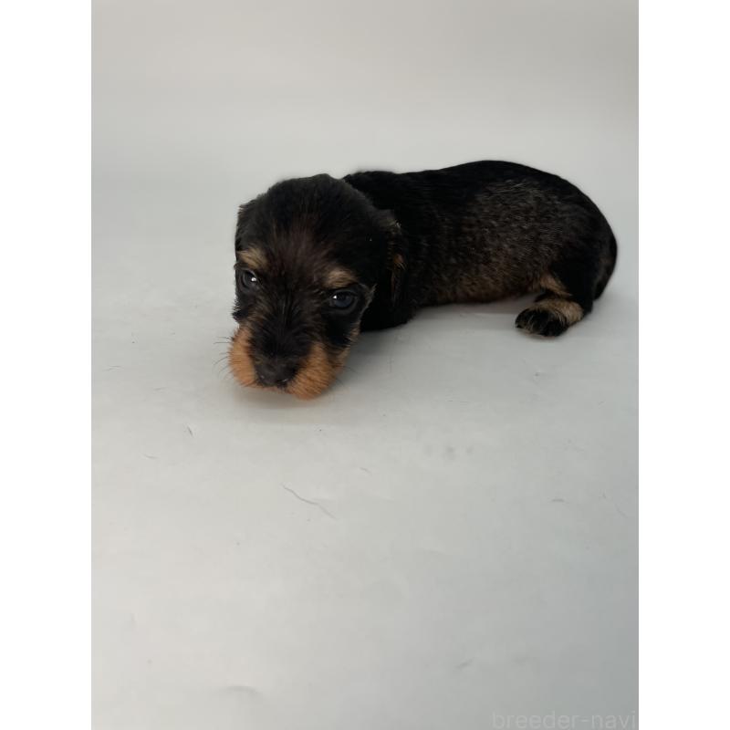 販売中の千葉県のミニチュアダックスフンド(ワイヤーヘアード)-428331の2枚目