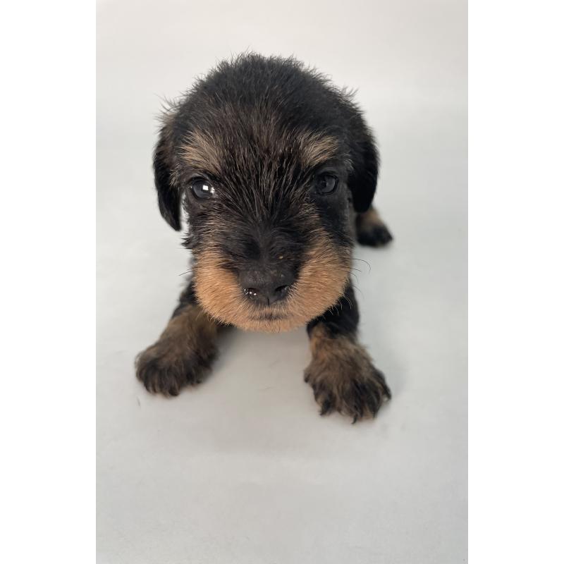 販売中の千葉県のミニチュアダックスフンド(ワイヤーヘアード)-428333の14枚目