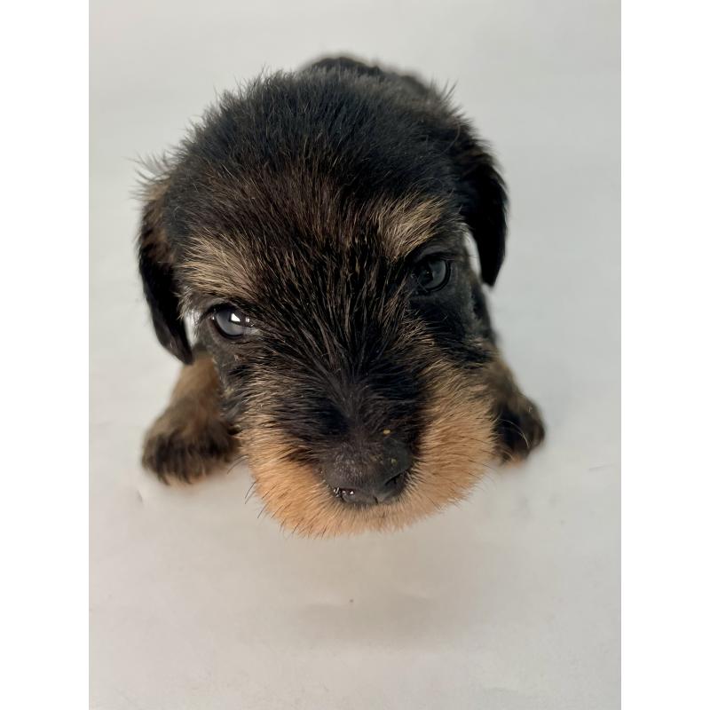 販売中の千葉県のミニチュアダックスフンド(ワイヤーヘアード)-428333の13枚目