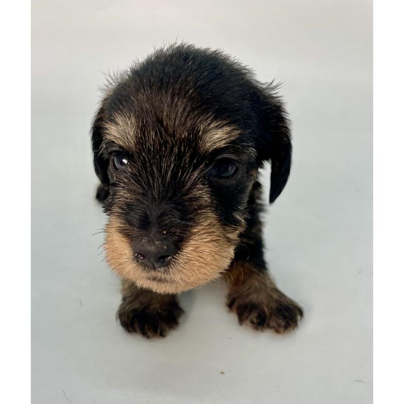 販売中の千葉県のミニチュアダックスフンド(ワイヤーヘアード)-428333の12枚目