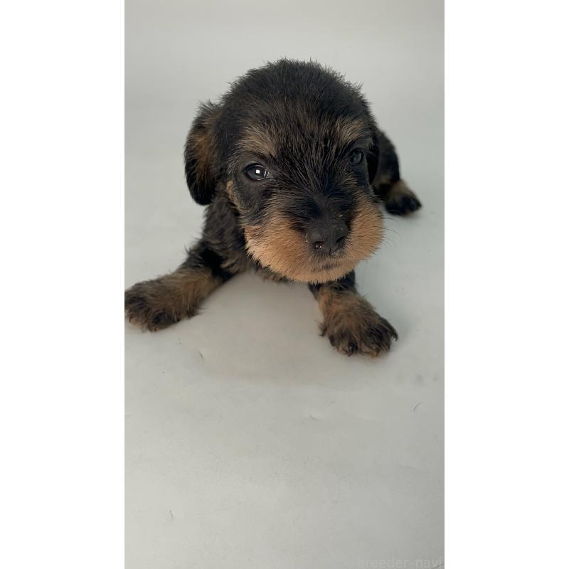 販売中の千葉県のミニチュアダックスフンド(ワイヤーヘアード)-428333の10枚目