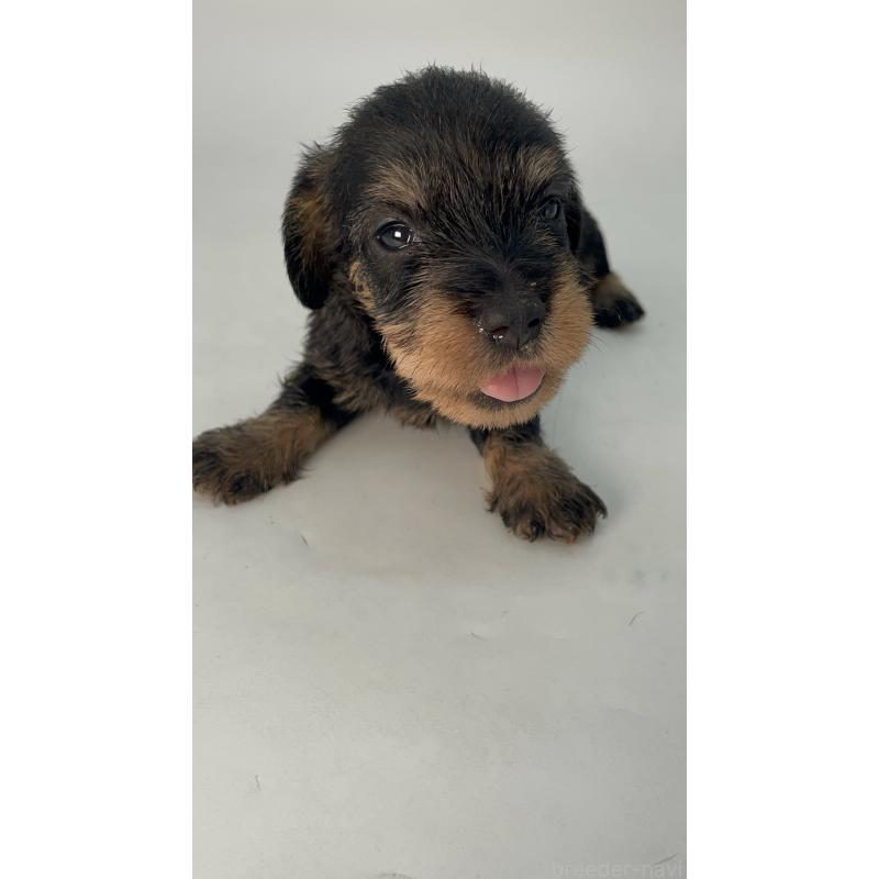 販売中の千葉県のミニチュアダックスフンド(ワイヤーヘアード)-428333の9枚目