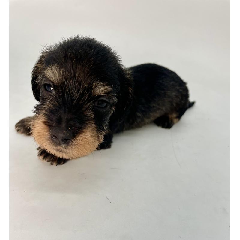 販売中の千葉県のミニチュアダックスフンド(ワイヤーヘアード)-428333の8枚目