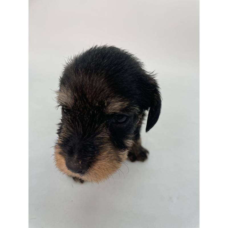 販売中の千葉県のミニチュアダックスフンド(ワイヤーヘアード)-428333の7枚目