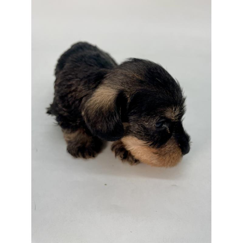 販売中の千葉県のミニチュアダックスフンド(ワイヤーヘアード)-428333の6枚目