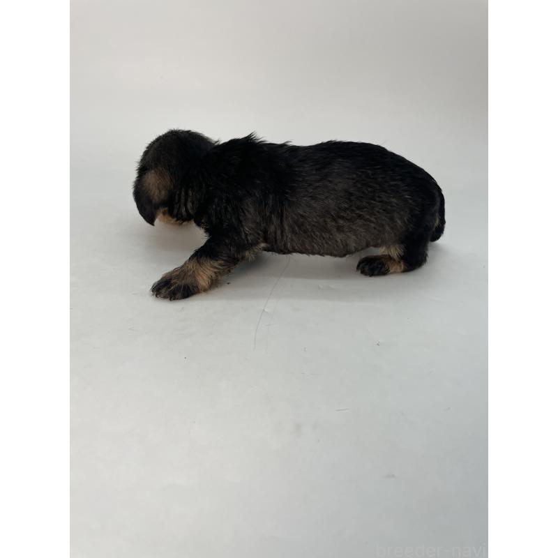 販売中の千葉県のミニチュアダックスフンド(ワイヤーヘアード)-428333の5枚目