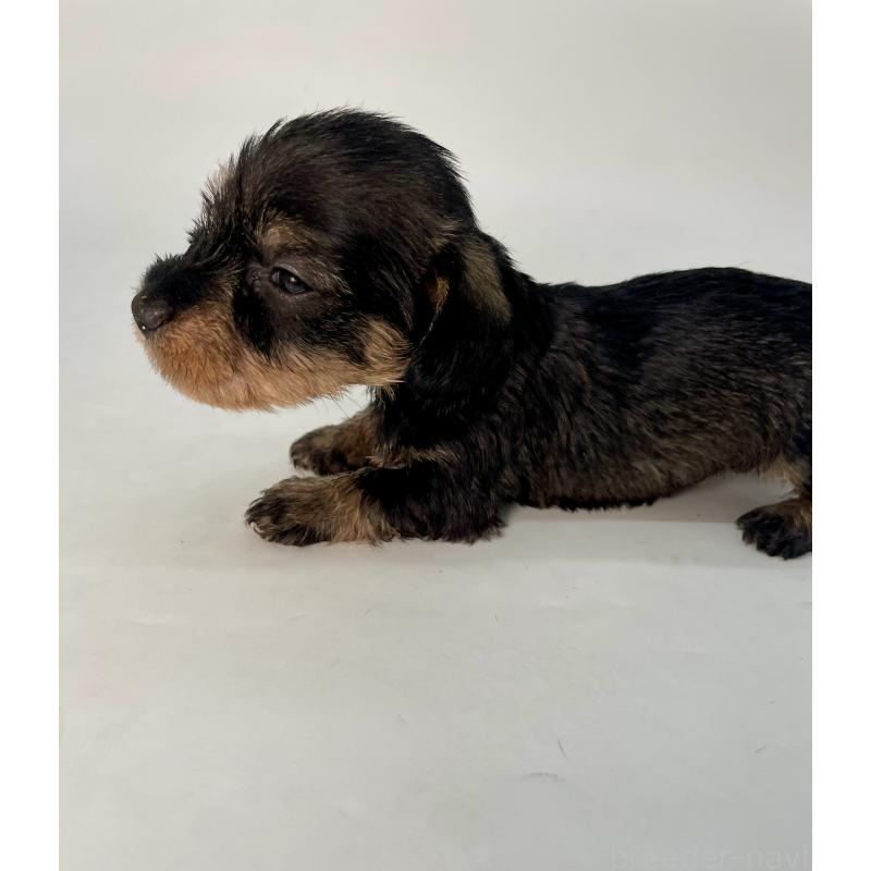 販売中の千葉県のミニチュアダックスフンド(ワイヤーヘアード)-428333の4枚目
