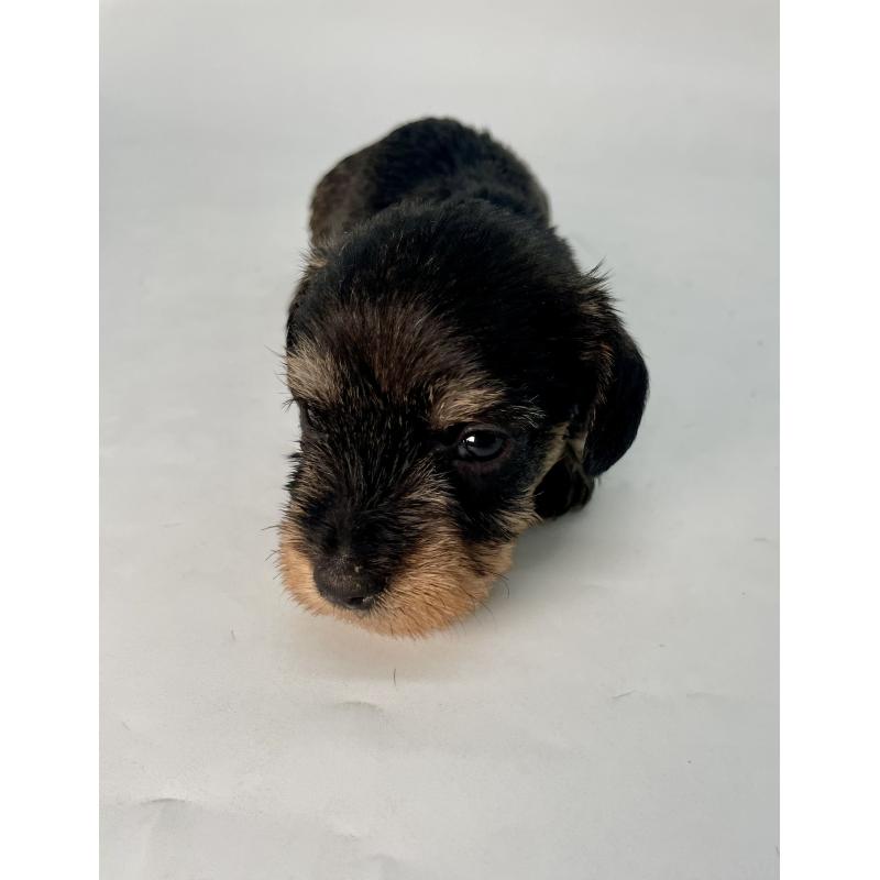 販売中の千葉県のミニチュアダックスフンド(ワイヤーヘアード)-428333の3枚目