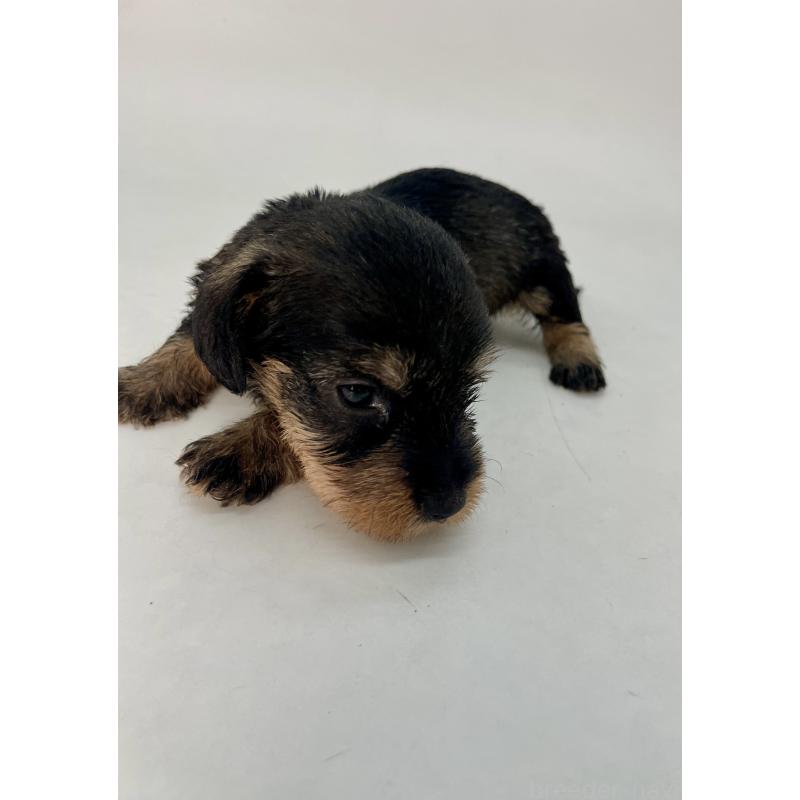 販売中の千葉県のミニチュアダックスフンド(ワイヤーヘアード)-428333の2枚目