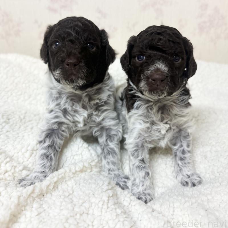 販売中の群馬県のロマーニャウォータードッグ(ラゴット)-428334の4枚目