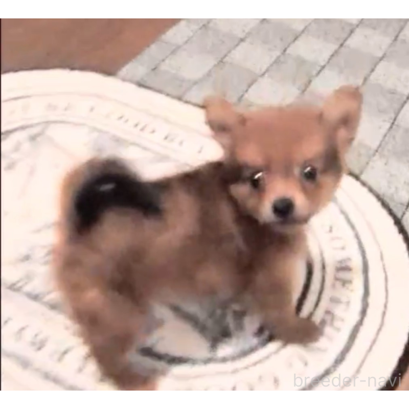 販売中の茨城県のミックス犬-413384の5枚目