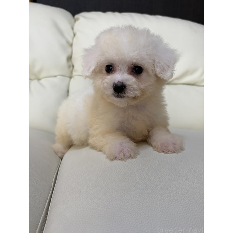 成約済の滋賀県のビションフリーゼ-425735の5枚目