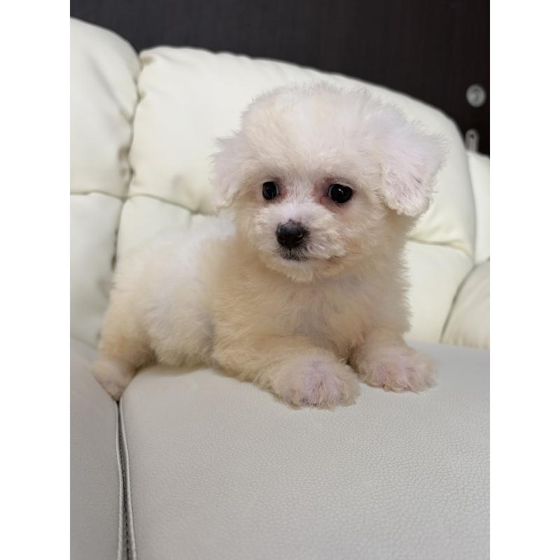 成約済の滋賀県のビションフリーゼ-425735の4枚目