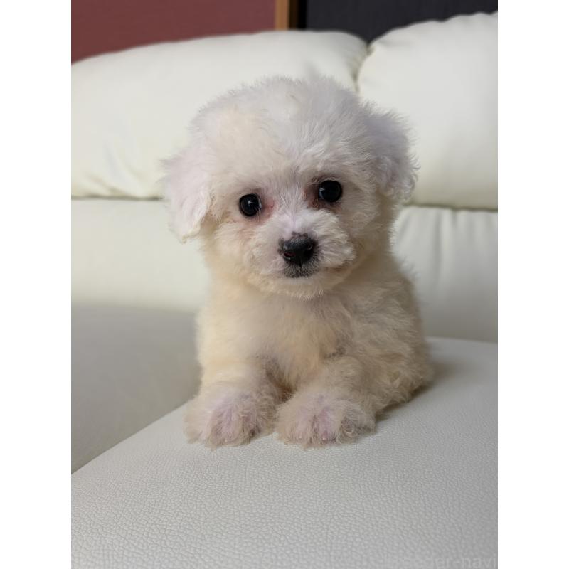 成約済の滋賀県のビションフリーゼ-425735の2枚目