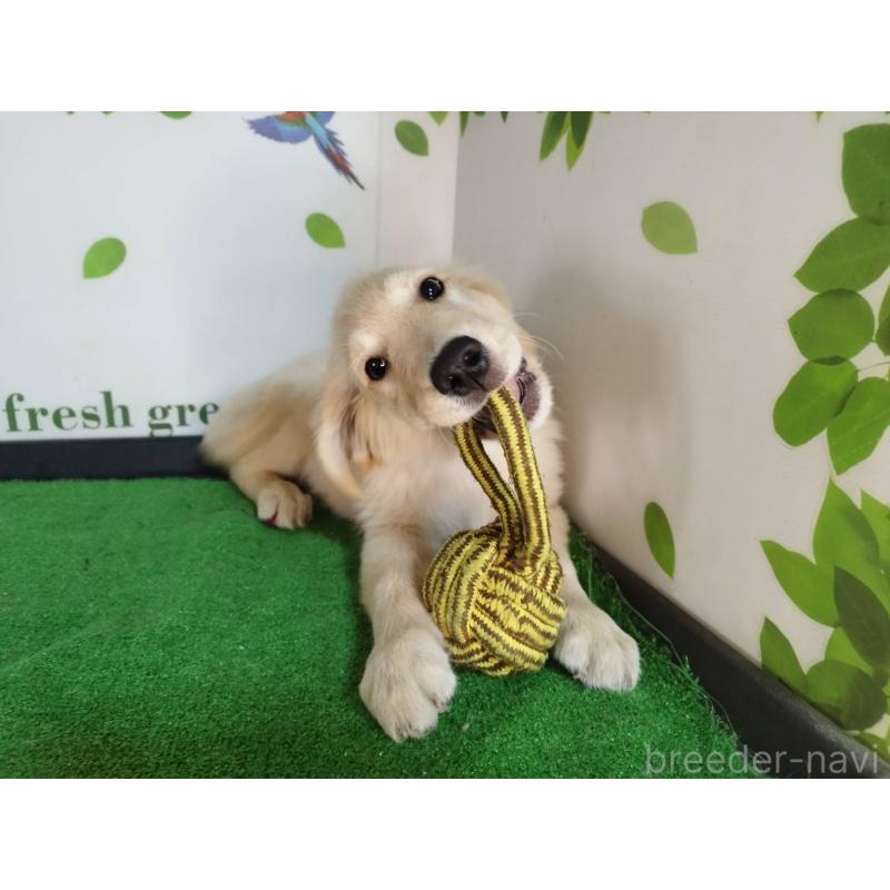 販売中の三重県のゴールデンレトリーバー-415610の5枚目