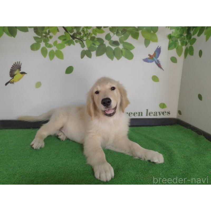 販売中の三重県のゴールデンレトリーバー-415610の4枚目