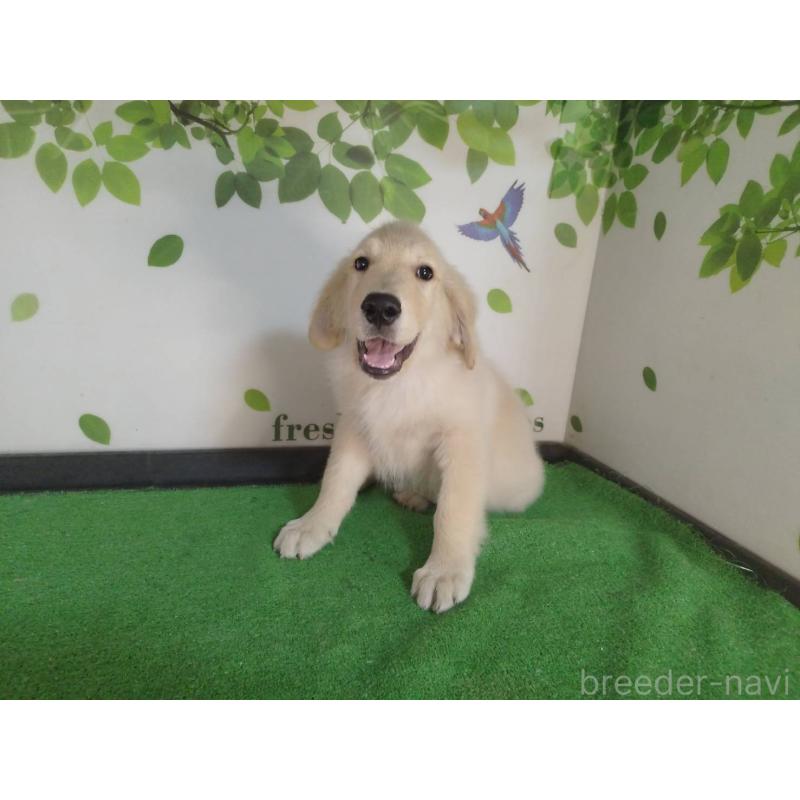 販売中の三重県のゴールデンレトリーバー-415610の3枚目