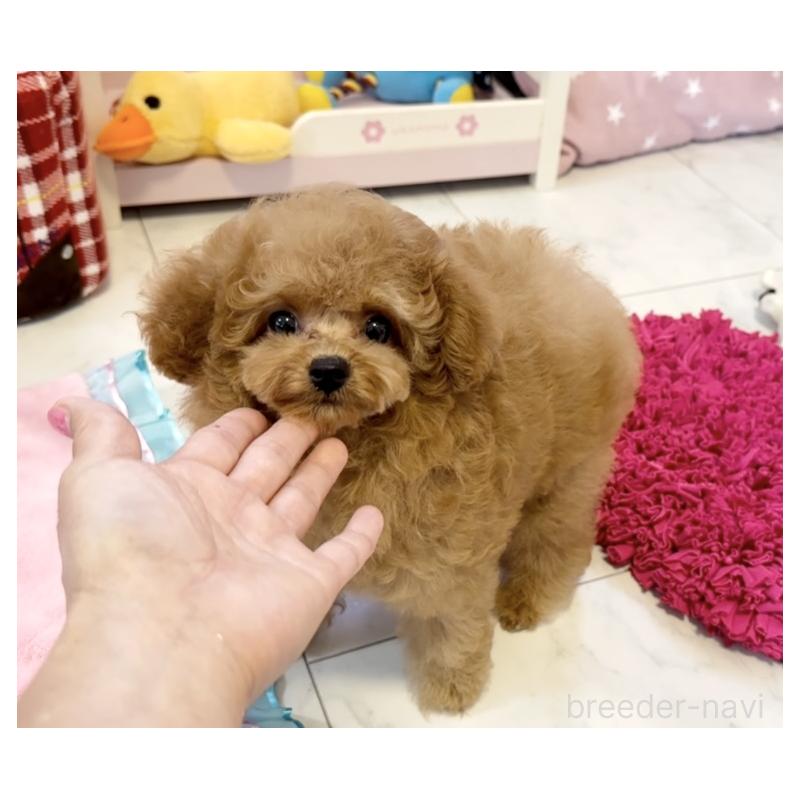 販売中の徳島県のティーカッププードル-428339の5枚目