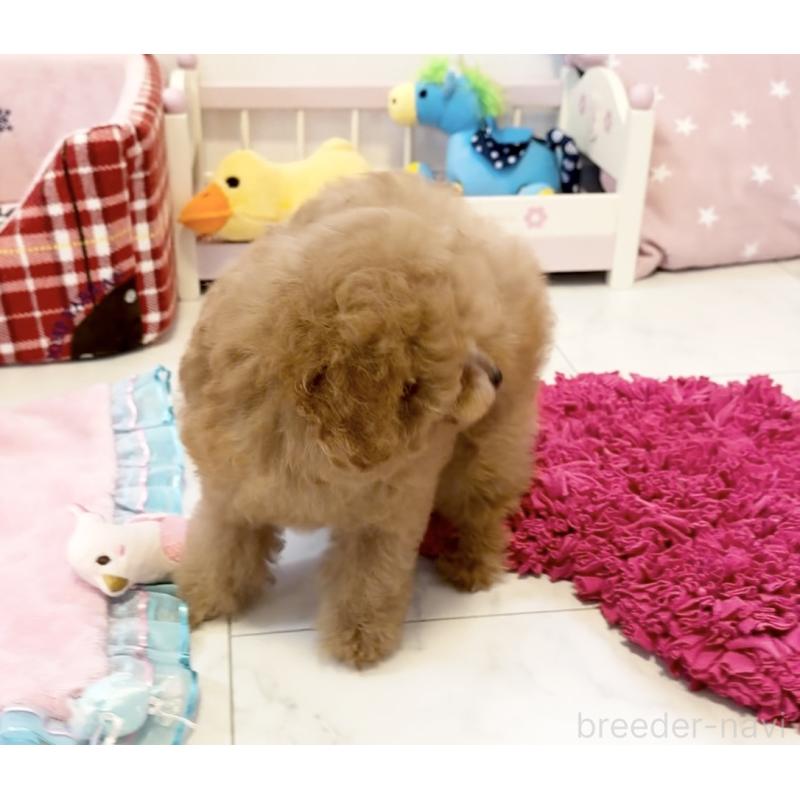 販売中の徳島県のティーカッププードル-428339の4枚目