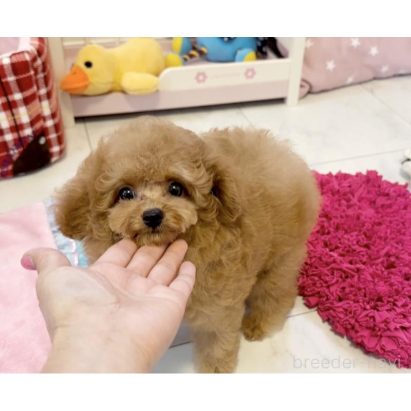販売中の徳島県のティーカッププードル-428339の3枚目