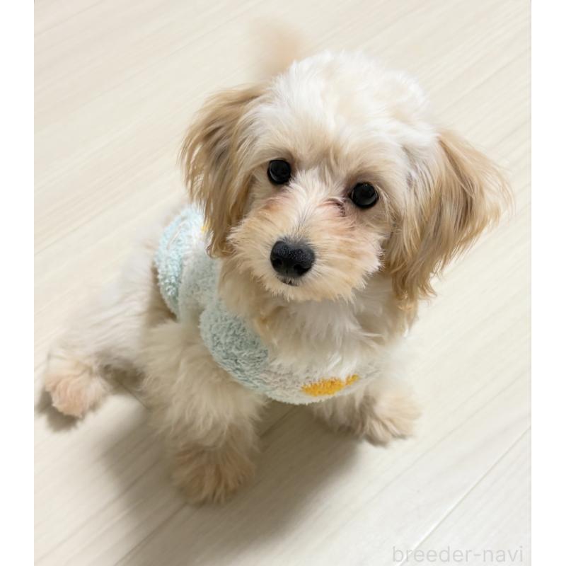 販売中ののポメプー:ポメラニアン×トイプードル-426744