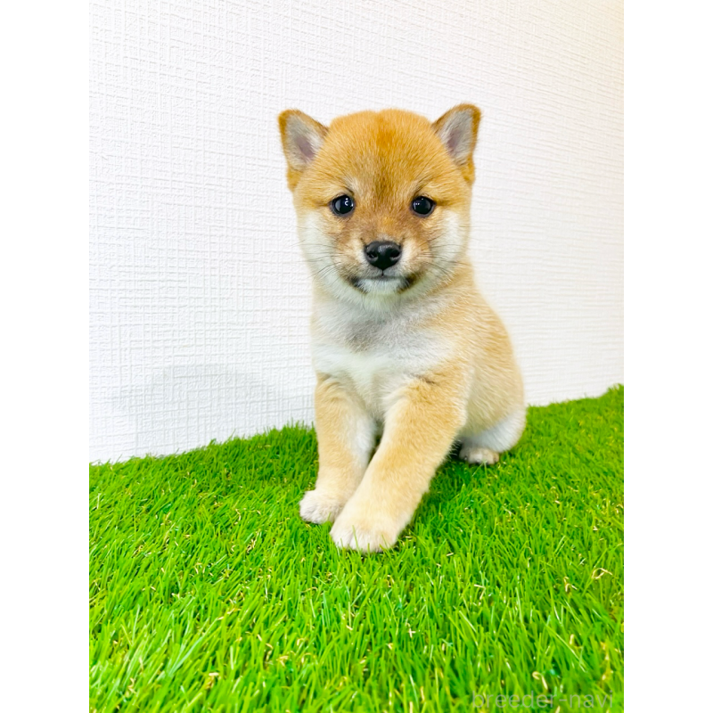 販売中の広島県の豆柴-428342の6枚目