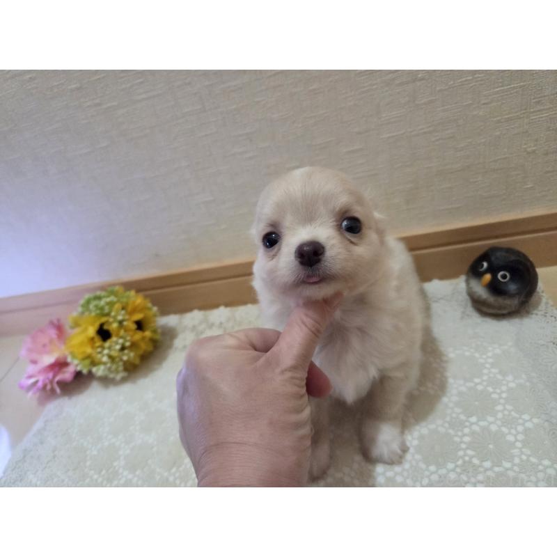 販売中の広島県のチワワ(ロングコート)-420877の8枚目