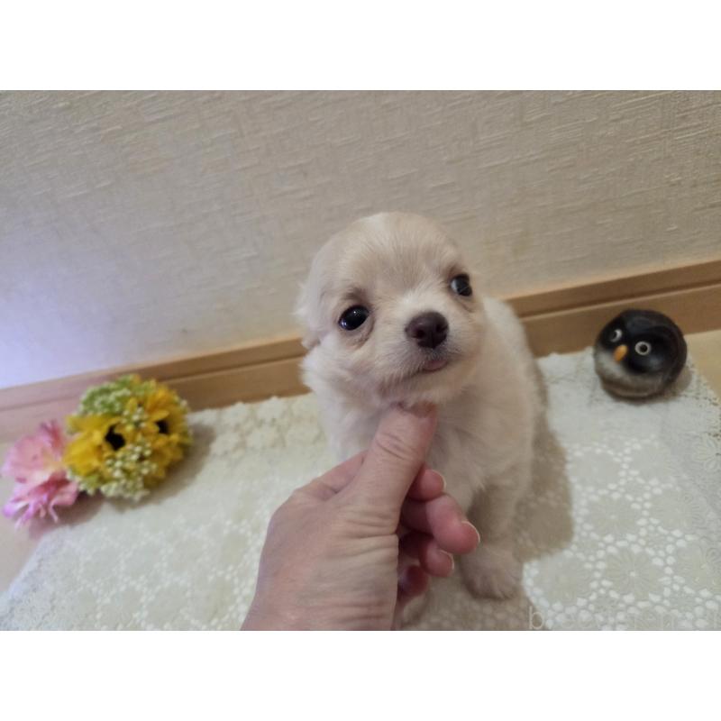 販売中の広島県のチワワ(ロングコート)-420877の6枚目