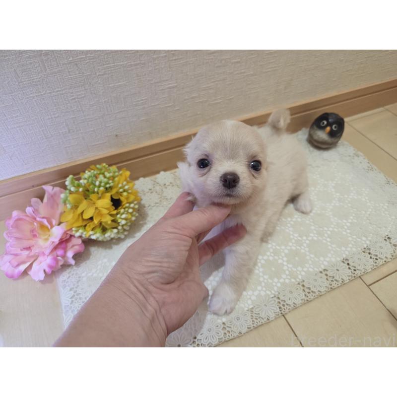 販売中の広島県のチワワ(ロングコート)-420877の3枚目