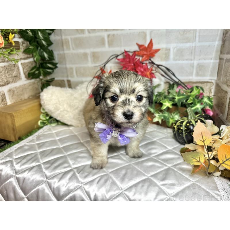 成約済の愛知県のマルックス:マルチーズ×ミニチュアダックスフンド-425374の8枚目