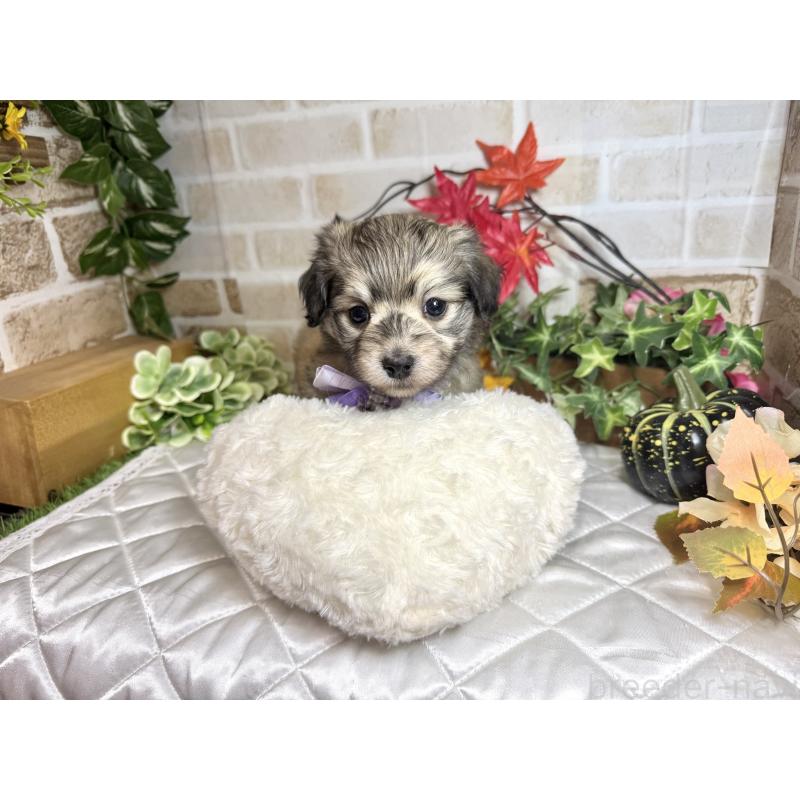 成約済の愛知県のマルックス:マルチーズ×ミニチュアダックスフンド-425374の7枚目