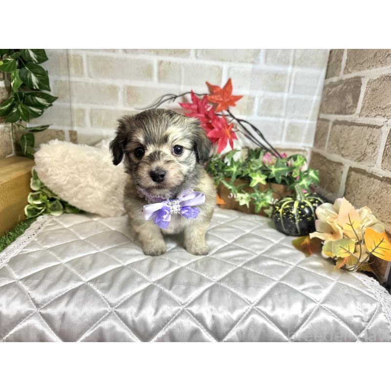 成約済の愛知県のマルックス:マルチーズ×ミニチュアダックスフンド-425374の5枚目