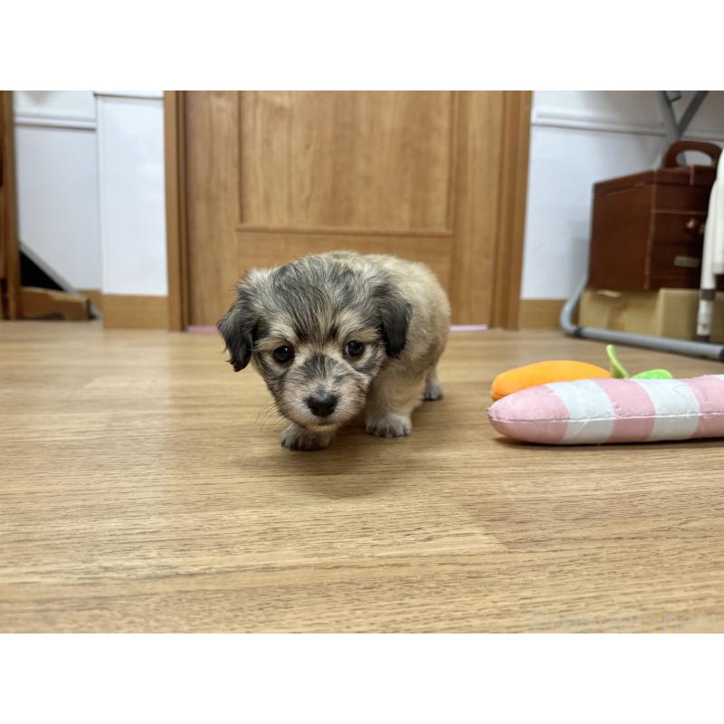 成約済の愛知県のマルックス:マルチーズ×ミニチュアダックスフンド-425374の4枚目