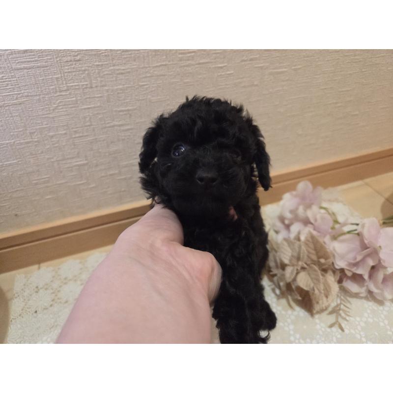 成約済の広島県のタイニープードル-423800の16枚目