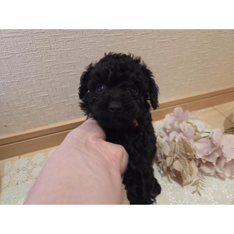 成約済の広島県のタイニープードル-423800の14枚目