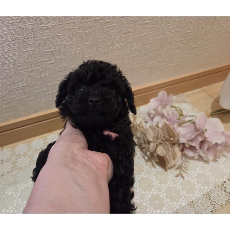 成約済の広島県のタイニープードル-423800の13枚目