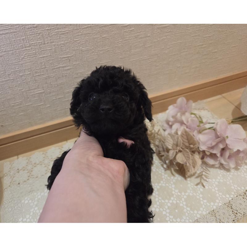 成約済の広島県のタイニープードル-423800の12枚目