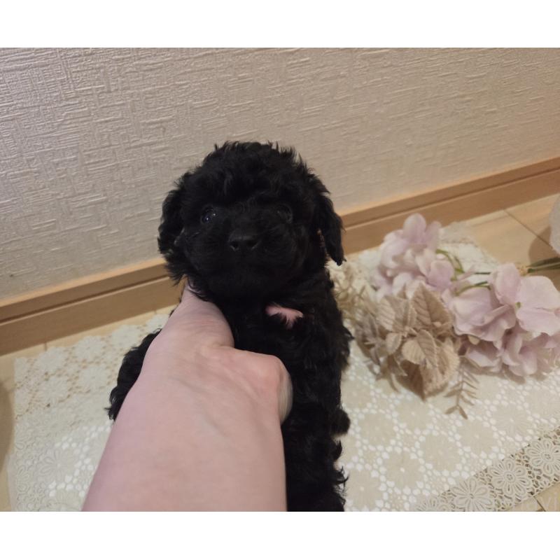 成約済の広島県のタイニープードル-423800の11枚目